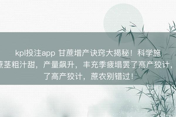 kpl投注app 甘蔗增产诀窍大揭秘！科学施肥决策让甘蔗茎粗汁甜，产量飙升，丰充季疲塌罢了高产狡计，蔗农别错过！