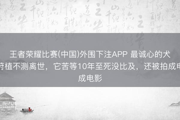 王者荣耀比赛(中国)外围下注APP 最诚心的犬:莳植不测离世,它苦等10年至死没比及,还被拍成电影