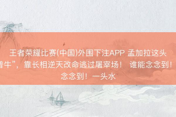 王者荣耀比赛(中国)外围下注APP 孟加拉这头“特朗普牛”,靠长相逆天改命逃过屠宰场! 谁能念念到!一头水